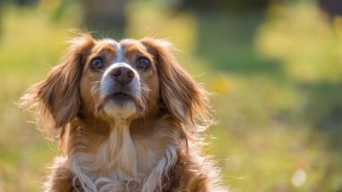 İlk Kez Köpek Sahibi Olacaklar İçin En İyi Köpek Irkları