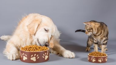 6 Maddede En İyi Köpek Mamaları