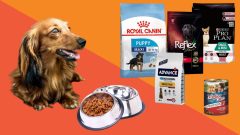 10 Maddede En İyi Köpek Maması Markaları