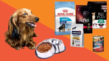 10 Maddede En İyi Köpek Maması Markaları