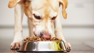 En İyi Kuru Köpek Maması Markaları