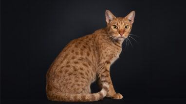 En Popüler Kedi İsimleri 2025