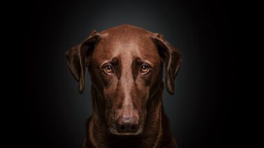 29 Maddede En Popüler Köpek Türleri
