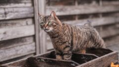 En Sakin Kedi Türleri Hangileri?