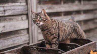En Sakin Kedi Türleri Hangileri?