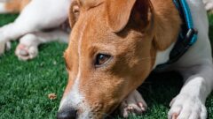 En Sakin Köpek Türleri