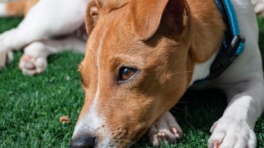 En Sakin Köpek Türleri