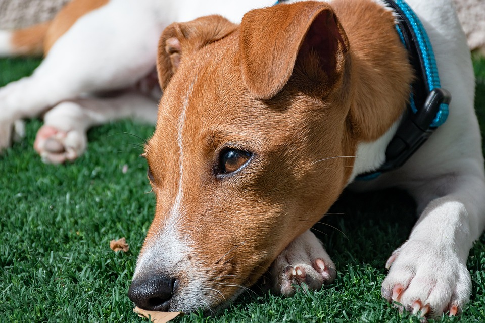 En Sakin Köpek Türleri