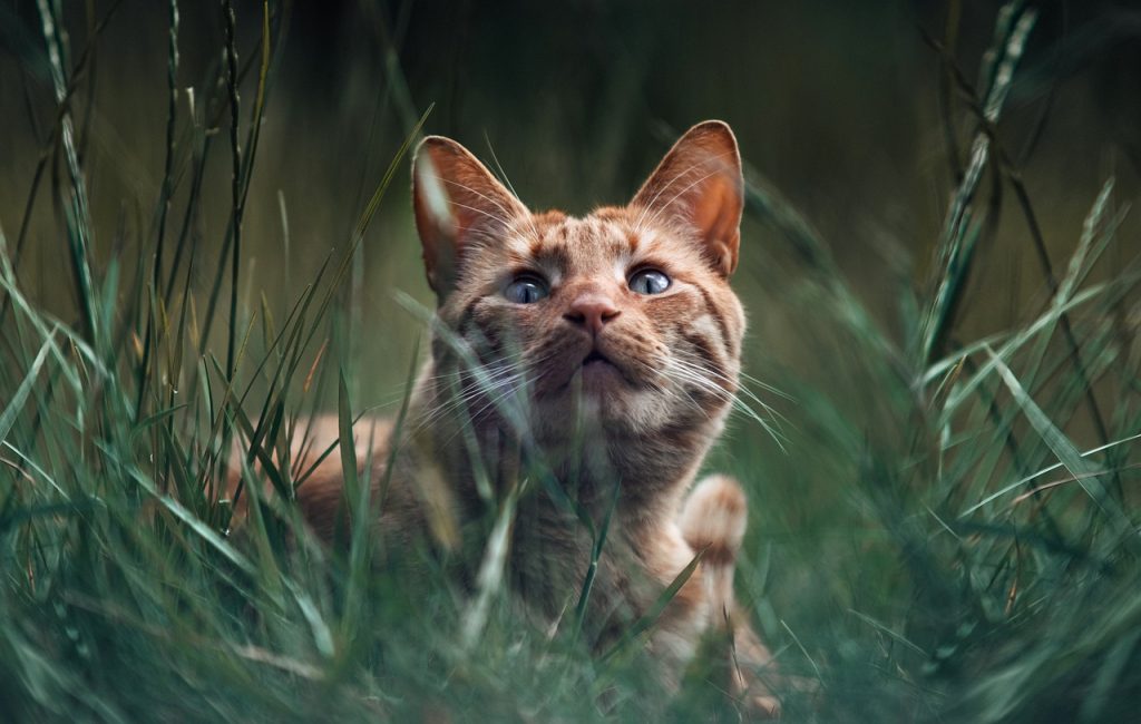 12 Maddede En Şirin Kedi Irkları