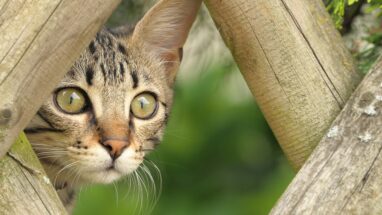 15 Maddede En Şirin Kedi Irkları