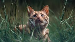 12 Maddede En Şirin Kedi Irkları