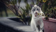 8 Maddede En Uysal Kedi Cinsi