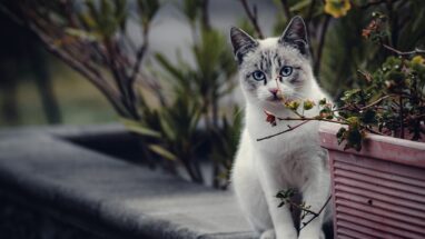 8 Maddede En Uysal Kedi Cinsi