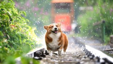 10 Maddede En Zeki Köpek Cinsleri