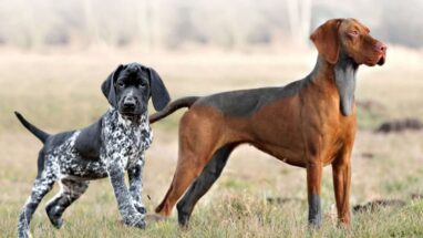 English Pointer Köpek Irkı Özellikleri ve Bakımı