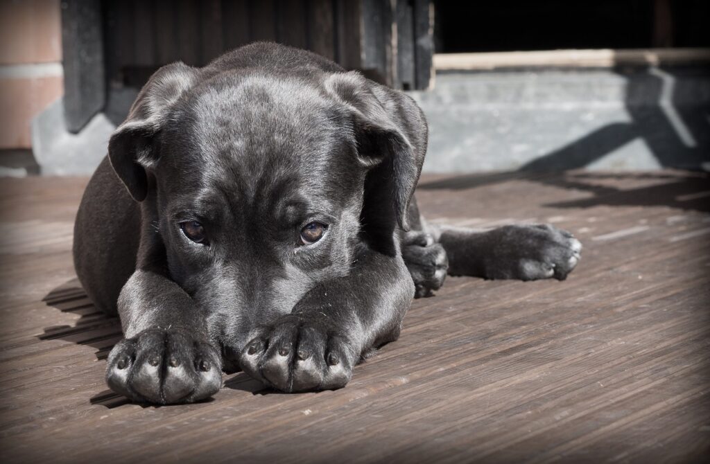En Güzel Erkek Köpek İsimleri 2025