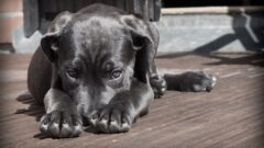 En Güzel Erkek Köpek İsimleri 2025