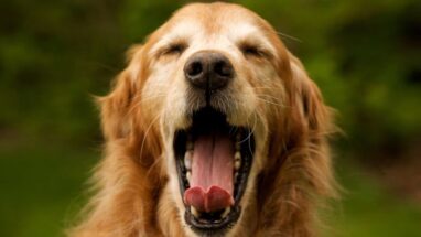 Köpeğin Ağız Kokusu Nasıl Giderilir? Köpeklerde Ağız Kokusunun Nedenleri ve Tedavisi