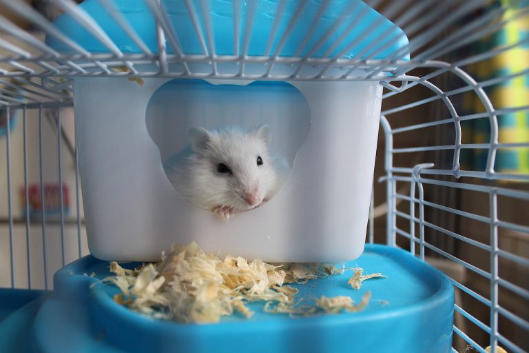 Evcil Hamster Cinsleri Hangileri?