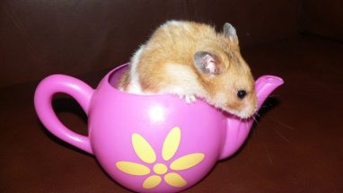 Evcil Hamster Türleri Hangileri?