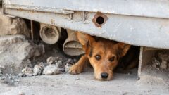 Evcil Hayvanı Olanlar Deprem Anında Ne Yapmalı?