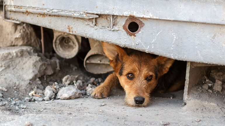 Evcil Hayvanı Olanlar Deprem Anında Ne Yapmalı?