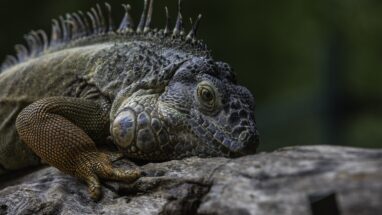 Evcil İguana Sahiplenmek