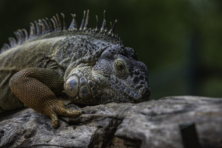 Evcil İguana Sahiplenmek