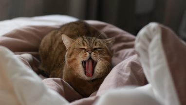 9 Maddede Evcil Kedi Cinsleri