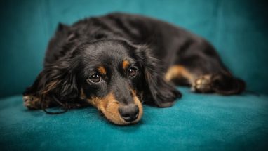 Evcil Köpek Malzemeleri