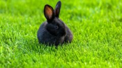 10 Maddede Evde Bakılabilecek Tavşan Irkları