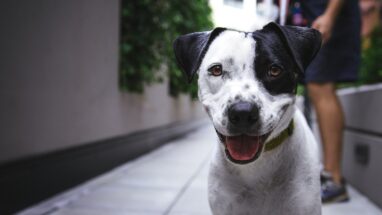 17 Maddede Evde Beslenebilecek Köpek Irkları