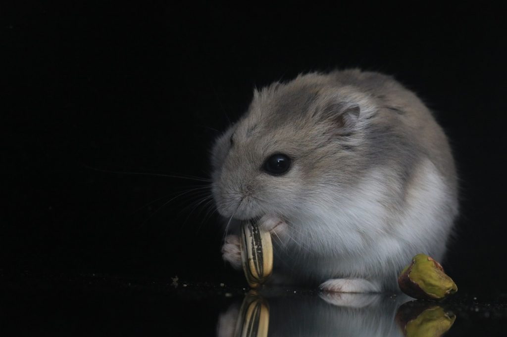 Evde Hamster Bakımı Hakkında İpuçları