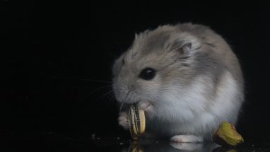 Evde Hamster Bakımı Hakkında İpuçları