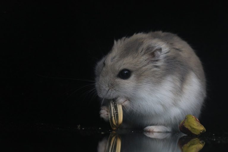 Evde Hamster Bakımı Hakkında İpuçları
