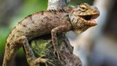 Evde İguana Beslemek