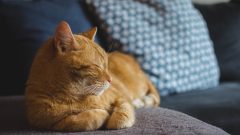 Evde Kedi Beslemek Hakkında Detaylı Bilgi