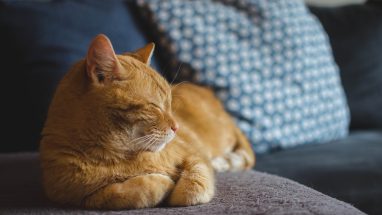 Evde Kedi Beslemek Hakkında Detaylı Bilgi