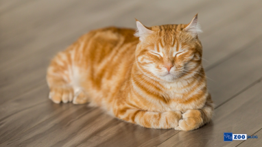 Evde Kedi Beslemek İçin Gereken Malzemeler