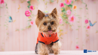 Evde Köpek Beslemek İçin Gereken Malzemeler