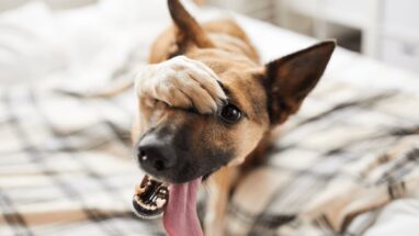 Evde Köpek Nasıl Tıraş Edilir? Köpek Tıraşı Nasıl Yapılır?