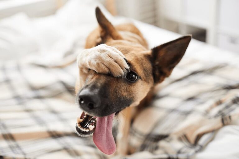 Evde Köpek Nasıl Tıraş Edilir? Köpek Tıraşı Nasıl Yapılır?