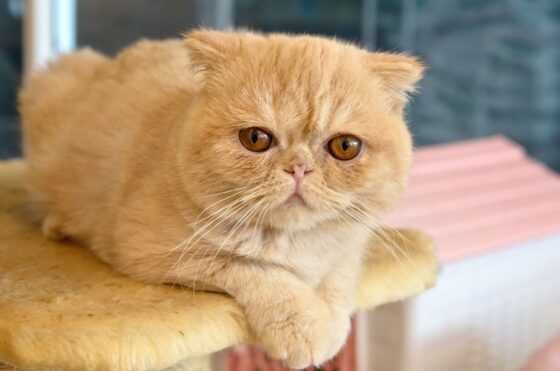Exotic Shorthair Kedi Irkı Bakımı