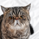 Exotic Shorthair Kedi Irkı Bakımı Nasıl Olmalı?