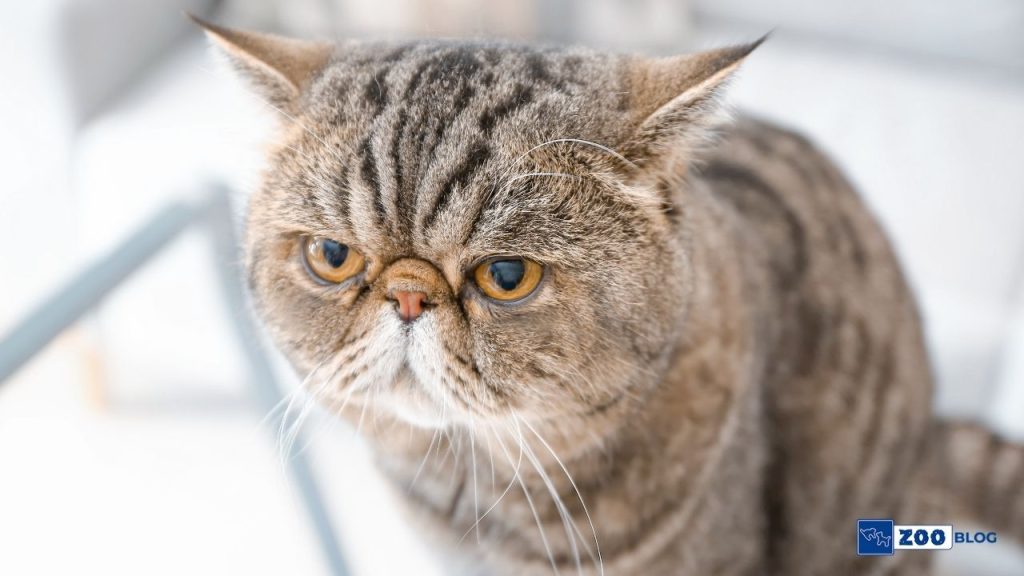 Exotic Shorthair Kedisi Karakteri ve Özellikleri Exotic Shorthair Kedisi Karakteri ve Özellikleri