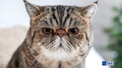 Exotic Shorthair Kedisi Karakteri ve Özellikleri