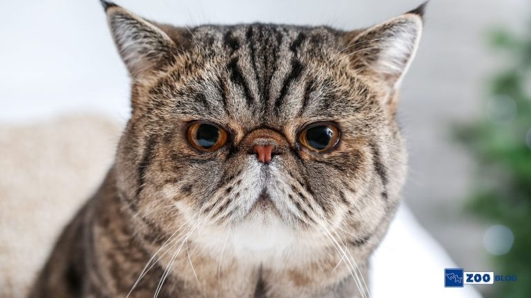 Exotic Shorthair Kedisi Karakteri ve Özellikleri