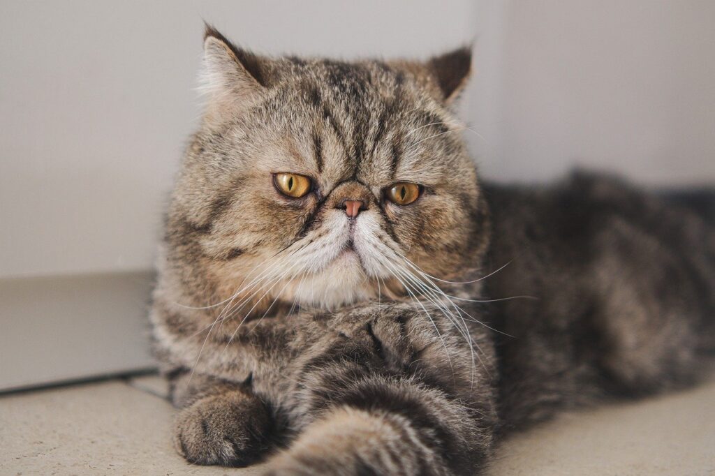 Exotic Shorthair Kedisi Özellikleri