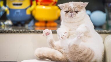 Exotic Shorthair Kedi Irkı Özellikleri ve Bakımı