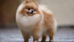 6 Maddede Fino Köpek Cinsleri